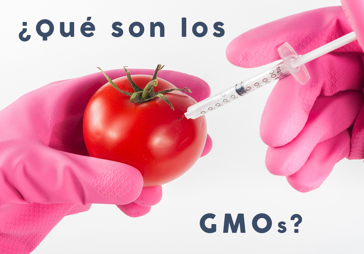 alimentos transgenicos o GMO