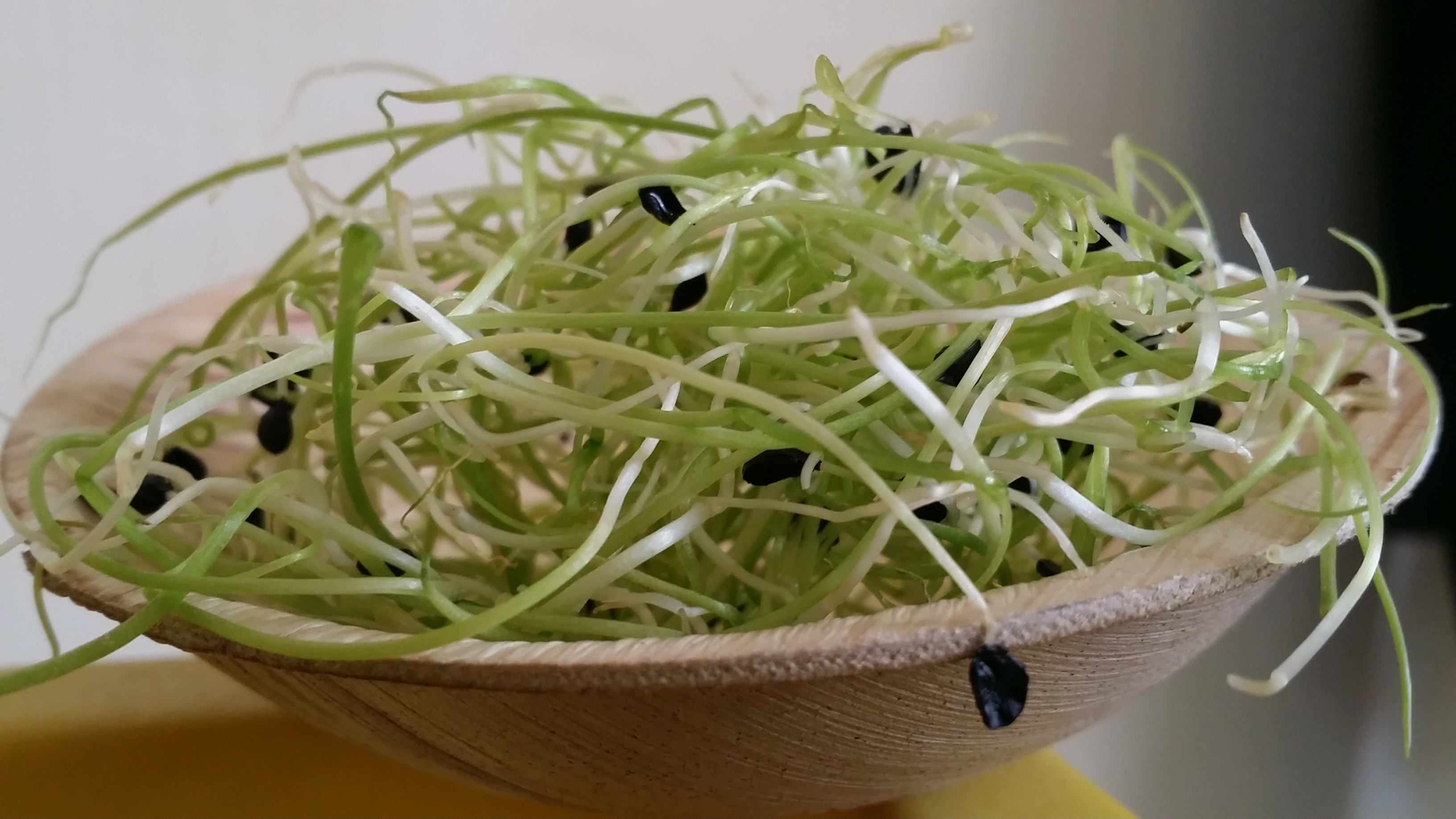 Organic Onions Sprouts